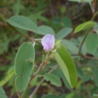 Grona jucunda (Thwaites) H.Ohashi & K.Ohashi